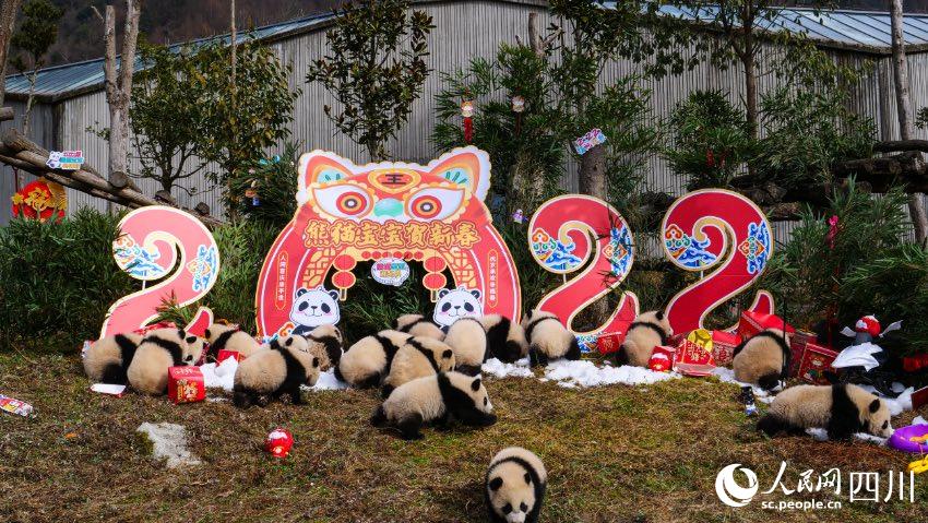 熊貓寶寶賀新春、迎冬奧。李傳有攝