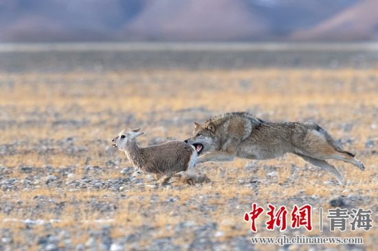 圖為獲獎作品。同海元供圖