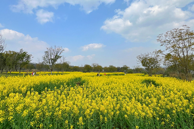 每到油菜花季，就有市民相約到重慶廣陽(yáng)島上踏青賞花。鄒樂攝