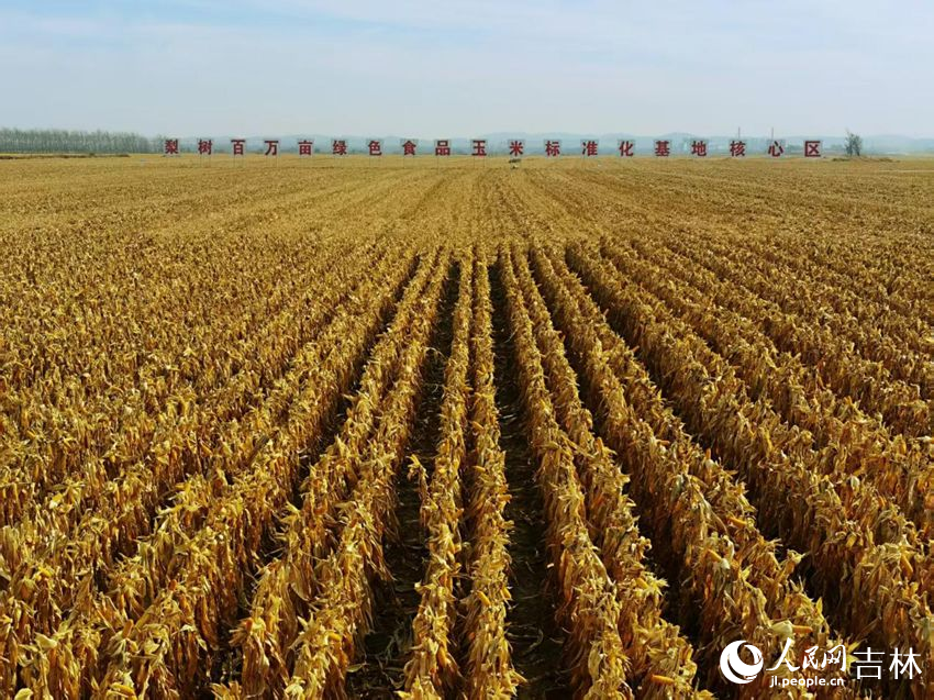 吉林黑土地上糧滿倉（資料圖片）。人民網(wǎng)記者 王海躍攝