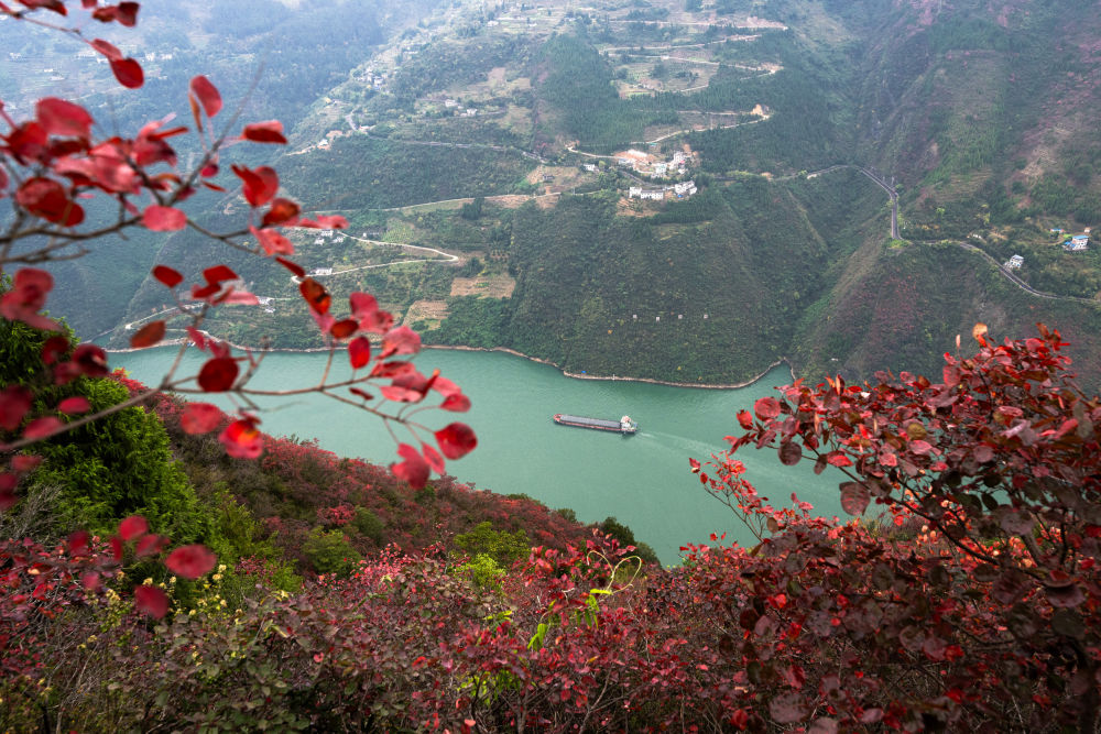 船舶行駛在紅葉掩映下的長江三峽重慶市巫山縣水域（2023年11月30日攝）。新華社記者 肖藝九 攝