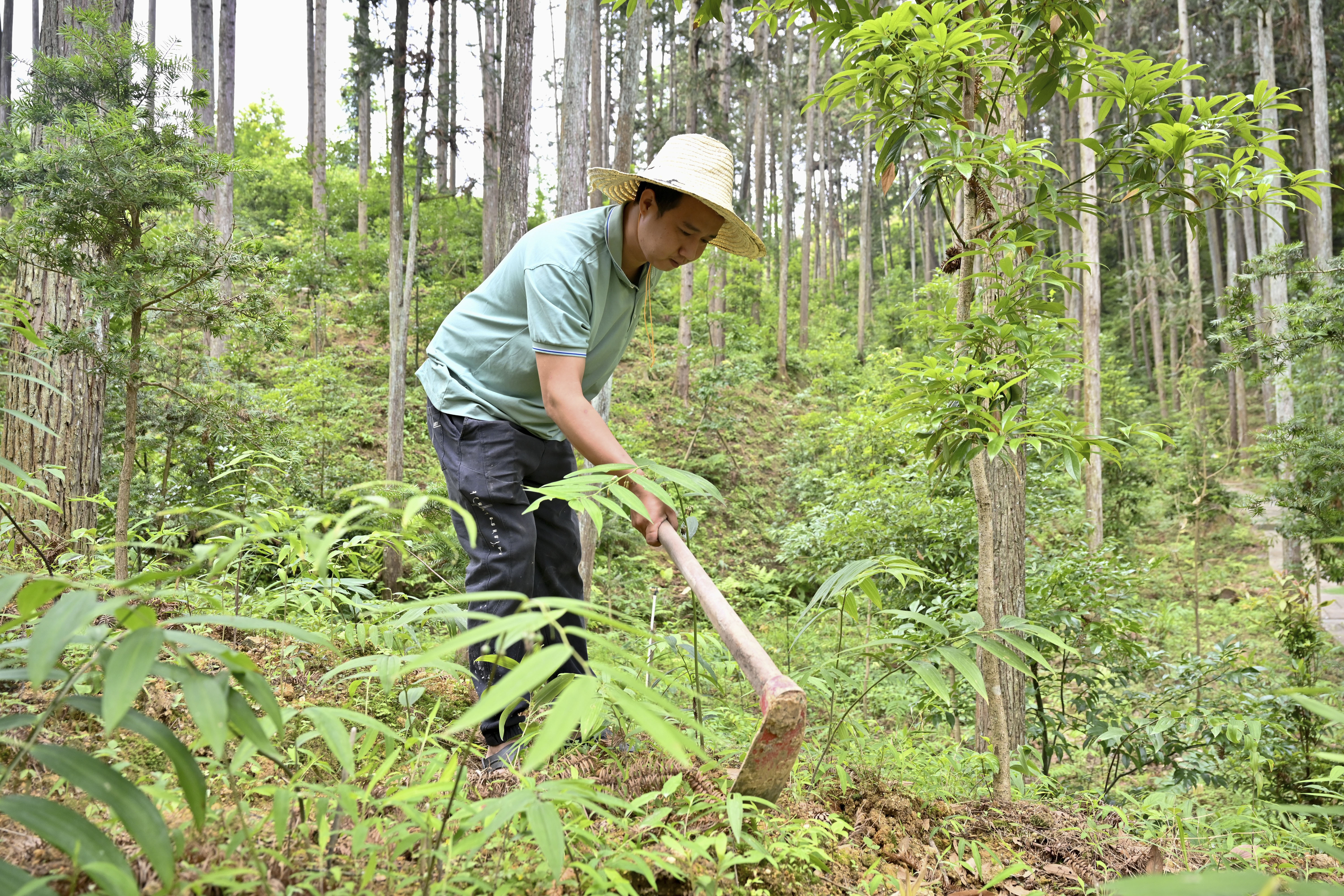 2024年5月9日，福建省三明市馬巖林下經(jīng)濟(jì)種植示范基地工人在管理林下種植的多花黃精。
