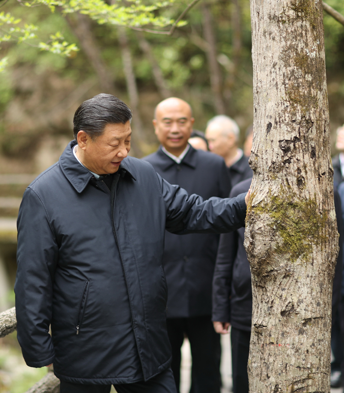 　2020年4月，習(xí)近平總書記來到位于商洛市柞水縣的秦嶺牛背梁國家級自然保護區(qū)，考察秦嶺生態(tài)保護情況。新華社記者 鞠鵬 攝