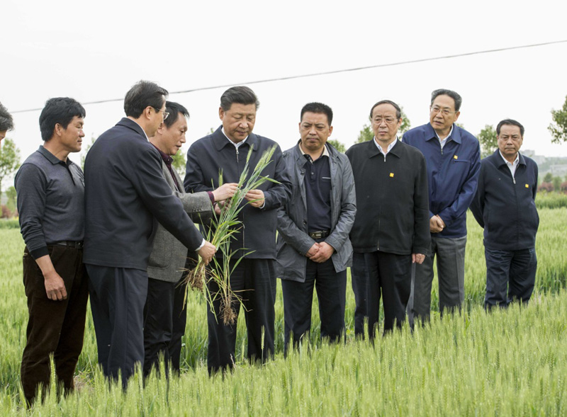 2016年4月25日下午，習(xí)近平在安徽滁州市鳳陽縣小崗村察看小麥長勢。左一為種糧大戶程夕兵。新華社記者 李學(xué)仁 攝