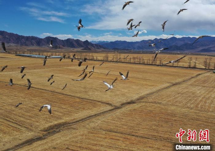 圖為黑頸鶴在拉薩市林周縣境內(nèi)飛翔?！∝暩聛硭?攝