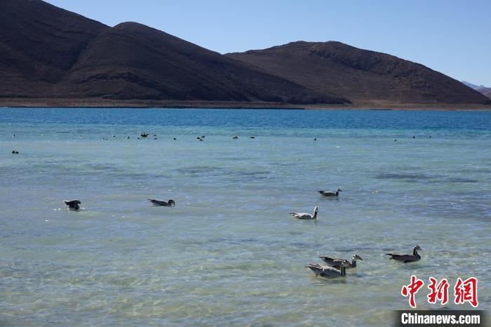圖為過冬的候鳥在羊湖游弋?！∪轿木?攝
