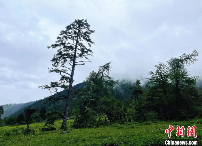 6月10日，魯朗小鎮(zhèn)高山牧場(chǎng)景區(qū)風(fēng)光?！∪轿木?攝