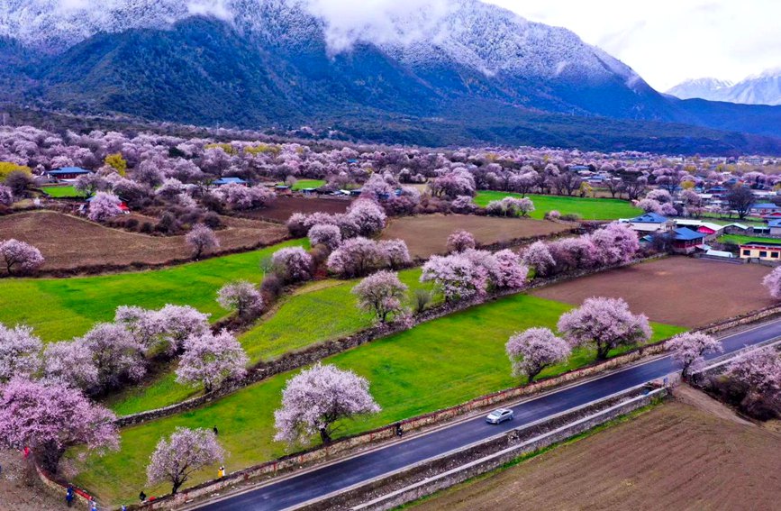 波密縣傾多鎮(zhèn)如納村盛開的桃花。徐馭堯攝