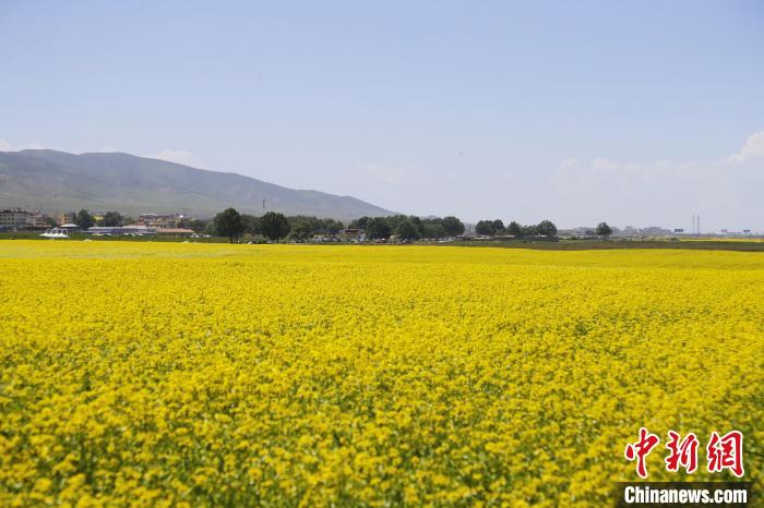 圖為青海湖畔油菜花海?！●R銘言 攝