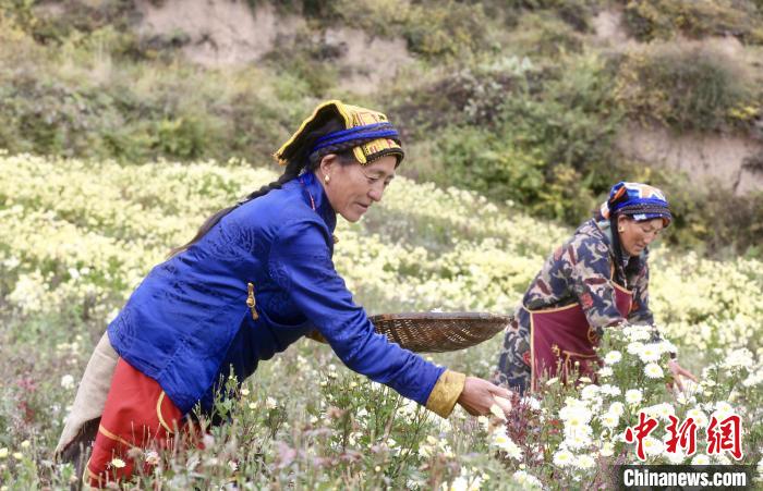 黑水村民在采摘杭白菊。桐鄉(xiāng)市宣傳部提供