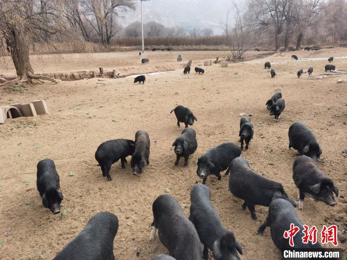 圖為藏香豬?！∑钤鲚?攝