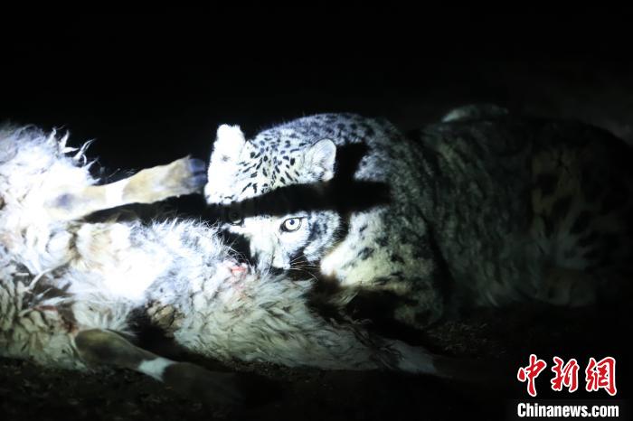 長(zhǎng)江源、瀾滄江源啟動(dòng)旗艦物種雪豹及棲息地保護(hù)項(xiàng)目