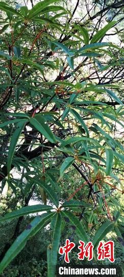 被稱為植物界“大熊貓”的五小葉槭植物?！】刀ㄊ形麄鞑抗﹫D