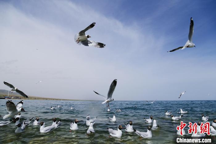 圖為水鳥在青海湖飛翔?！●R銘言 攝