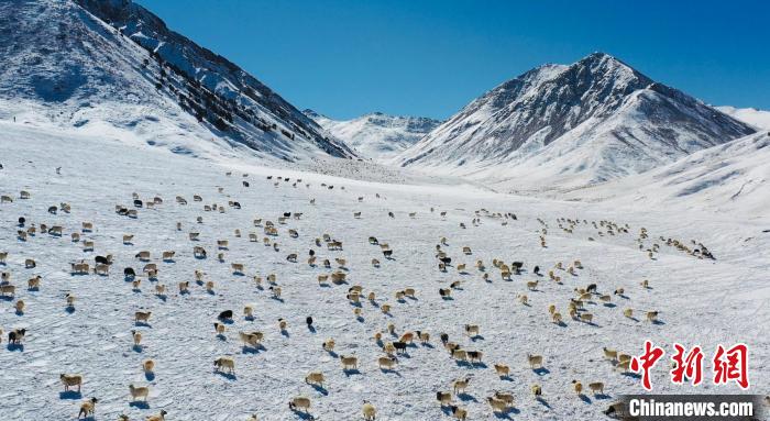圖為羊群在雪地里覓食?！《继m縣融媒體中心供圖