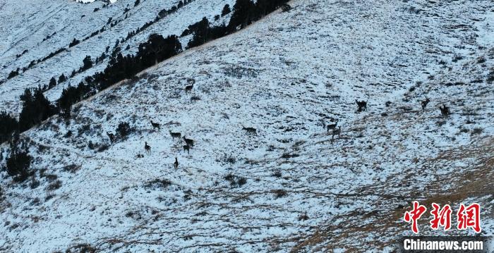 圖為巖羊和馬鹿集體在雪地里休憩?！《继m縣融媒體中心 供圖