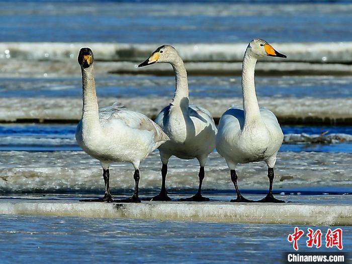 圖為三只天鵝在湖面上曬太陽(yáng)。　何啟金 攝
