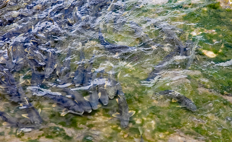 青海湖裸鯉（湟魚）洄游。周元峰攝