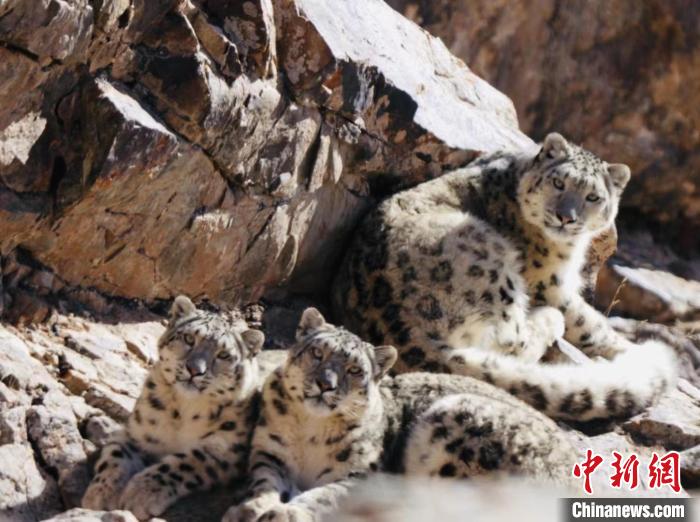 青海都蘭：雪豹、兔猻等多種珍稀野生動物亮相