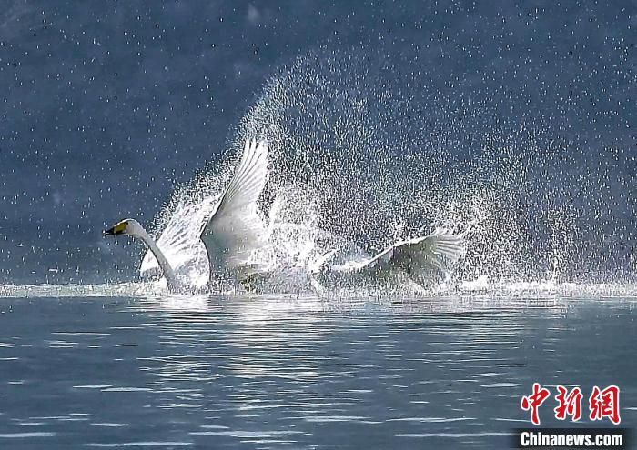 圖為大天鵝在水中嬉戲?！黎?攝