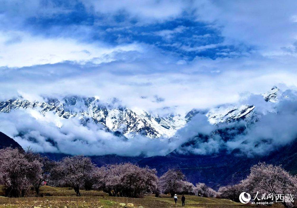 雪山下的桃花。人民網(wǎng) 李海霞攝