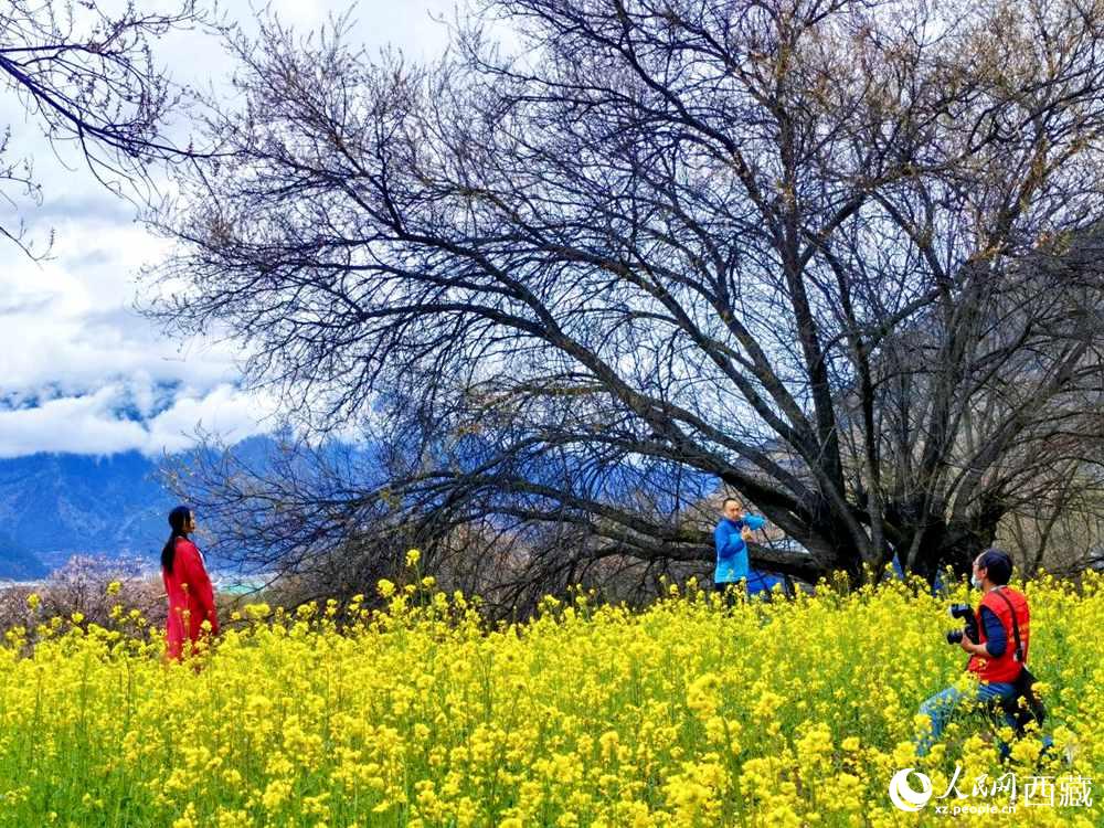 游客在桃花下拍照留念。人民網(wǎng) 李海霞攝