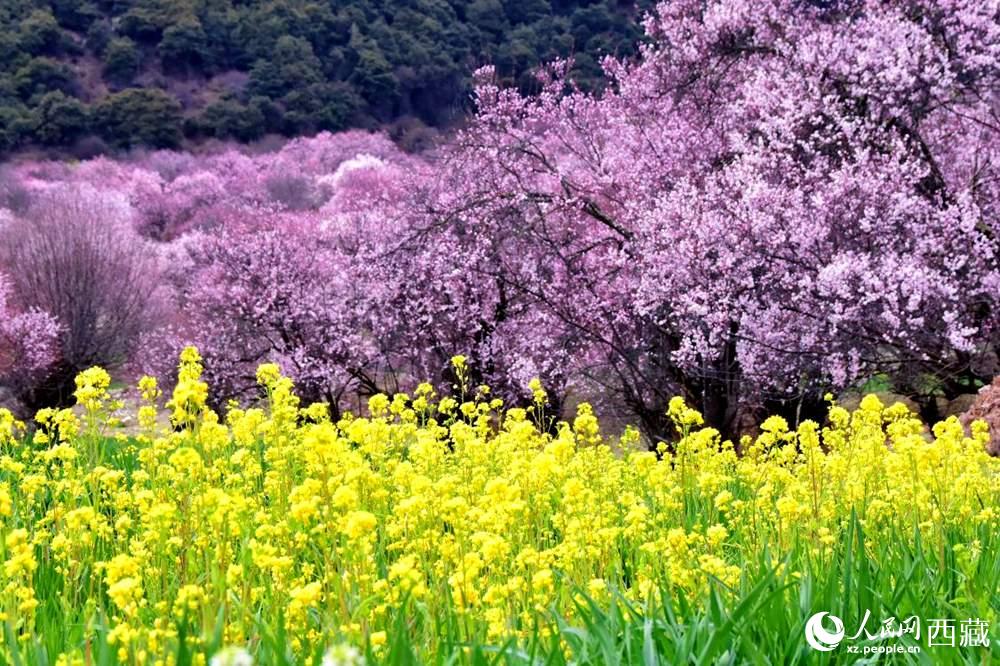 桃花與油菜花交相輝映。人民網(wǎng) 李海霞攝