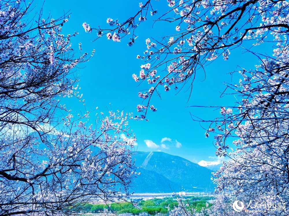 桃花在藍天白云的映襯下分外好看。人民網(wǎng) 李海霞攝