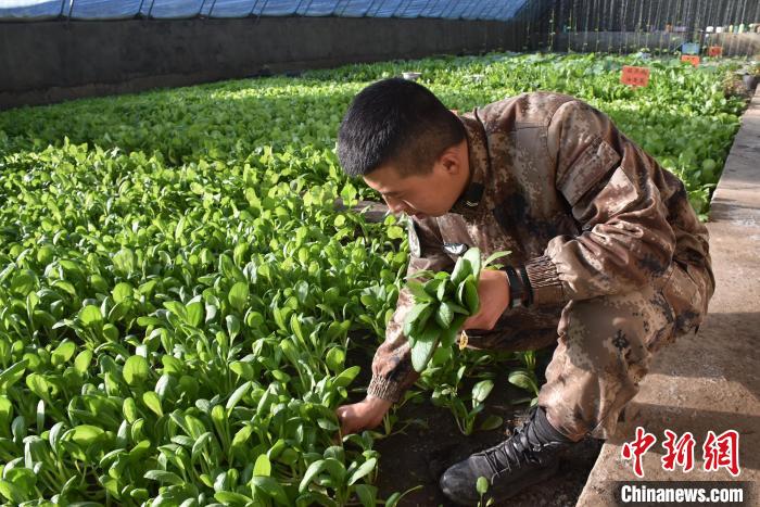 圖為阿里軍分區(qū)某邊防團官兵在溫室摘菜?！￡悋[岳 攝
