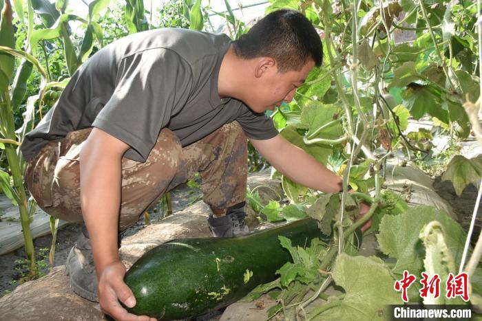圖為阿里軍分區(qū)某邊防團官兵在溫室摘菜?！￡悋[岳 攝