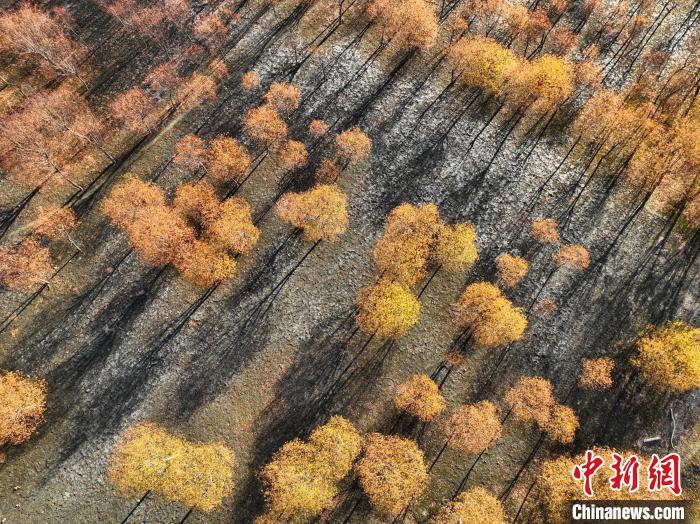 入冬時節(jié)，雅魯藏布江畔的樹林一片金黃?！《拘?攝