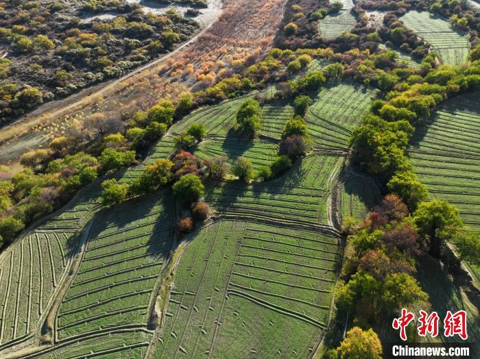 圖為11月8日，雅魯藏布江畔的高原梯田?！《拘?攝