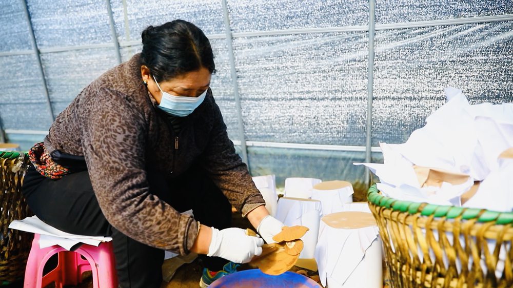 采收靈芝孢子粉。