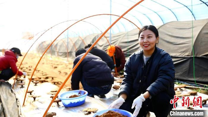 圖為農(nóng)民采收靈芝孢子粉。　鄧巴 攝