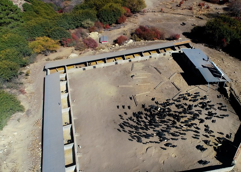 麥村藏香豬養(yǎng)殖基地。