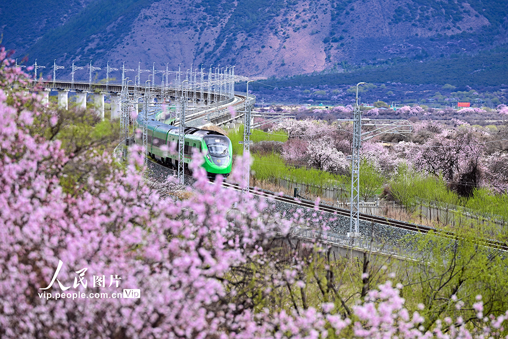 西藏林芝：雪域高原列車穿越花?！?】