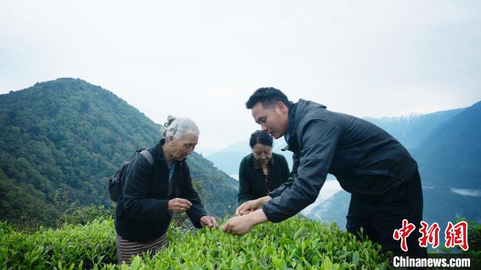 圖為銀發(fā)旅游體驗(yàn)團(tuán)兩位老人體驗(yàn)采茶?！∥鞑貙ｍ?xiàng)旅游協(xié)會(huì)供圖