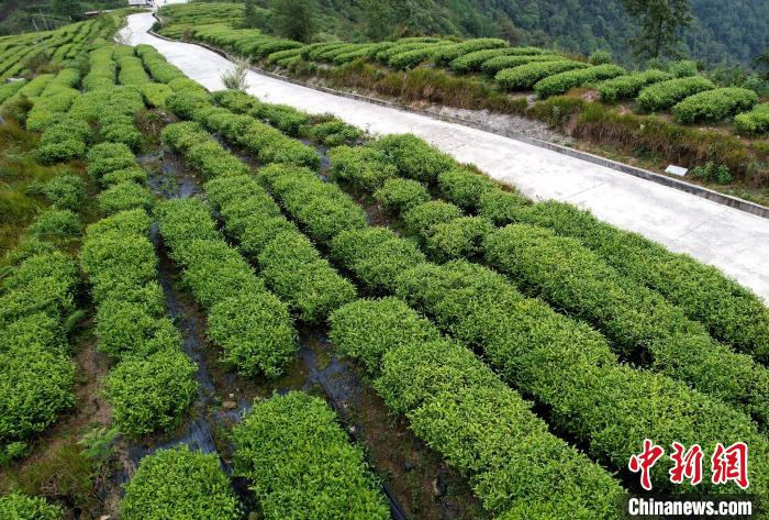 圖為西藏林芝市墨脫縣背崩鄉(xiāng)格林村山頂?shù)木坝^茶園。(無人機(jī)照片) 李林 攝