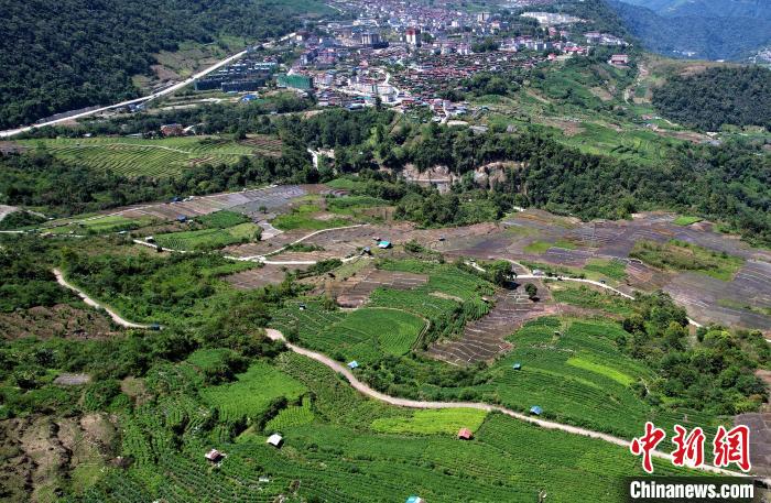 圖為西藏林芝市墨脫縣城附近的茶田。(無人機(jī)照片) 李林 攝