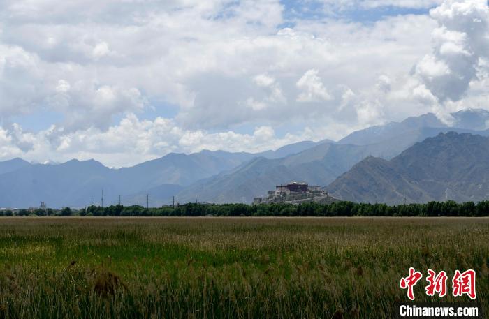 圖為6月22日，西藏拉薩拉魯濕地?！±盍?攝