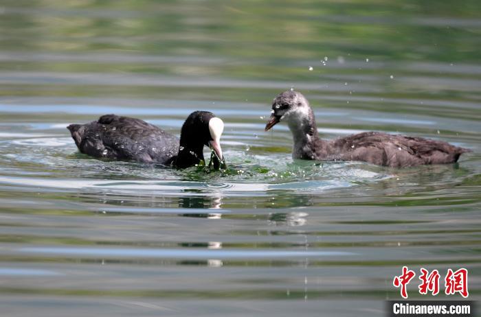 圖為6月22日，棲息在拉魯濕地內(nèi)的古頂雞?！±盍?攝
