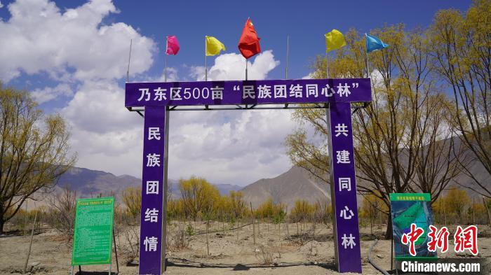圖為“民族團(tuán)結(jié)同心林”項(xiàng)目。　乃東融媒供圖