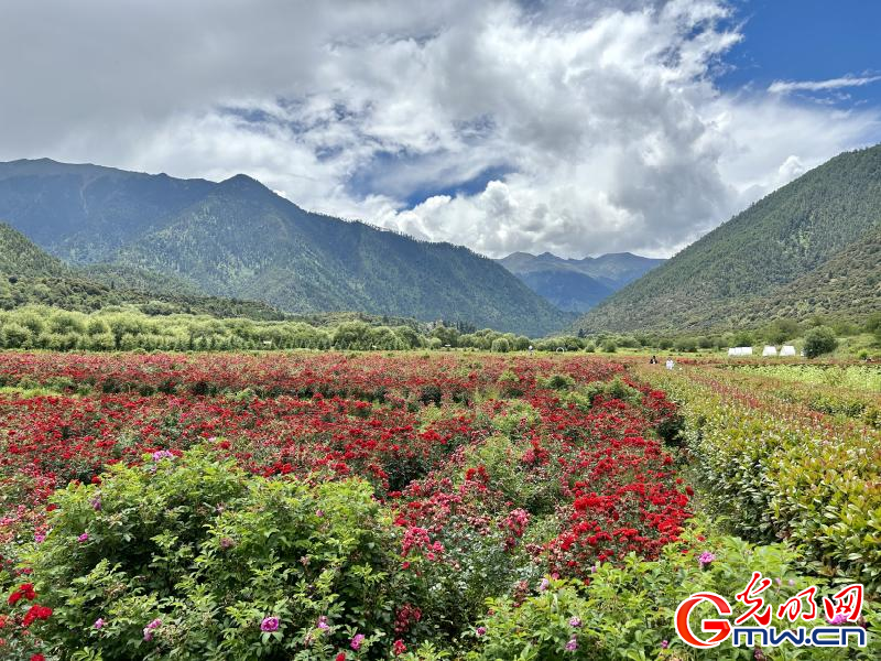 我們的家園丨工布花谷：高原花開香飄全國，產(chǎn)業(yè)經(jīng)濟增收致富