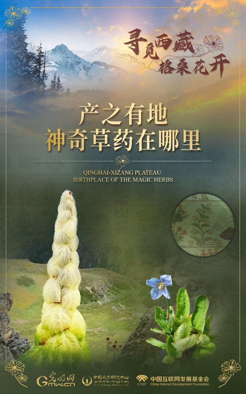 【尋覓西藏·格?；ㄩ_(kāi)】產(chǎn)之有地：神奇草藥在哪里