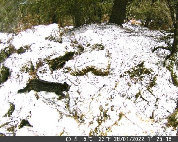 西藏色季拉山發(fā)現(xiàn)雪豹、白頰獼猴等多種珍稀野生動(dòng)物