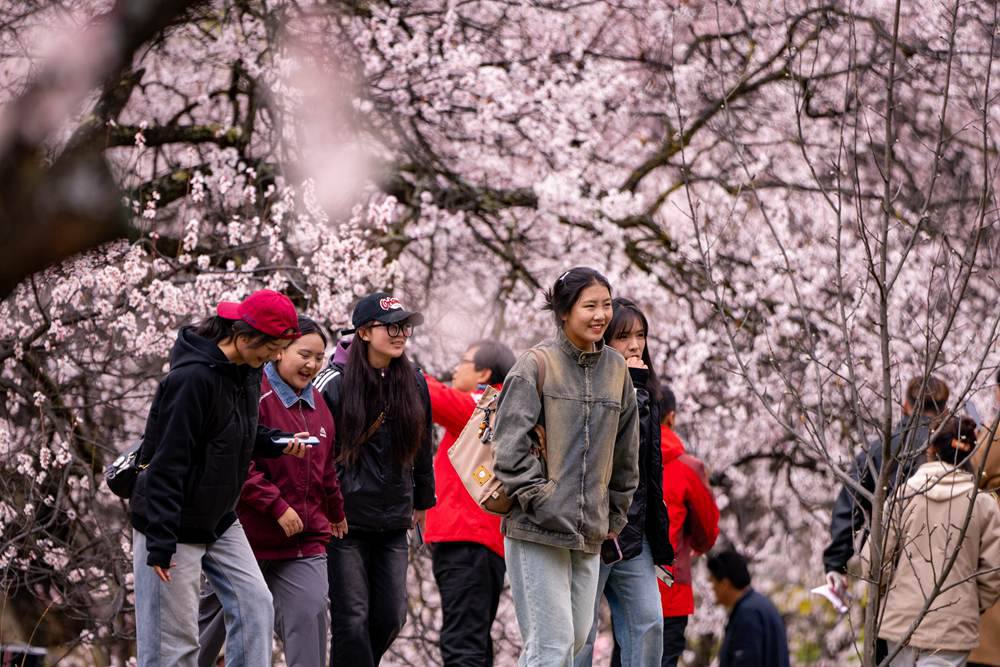 桃花盛開惹人醉，八方游客賞花來。徐馭堯攝