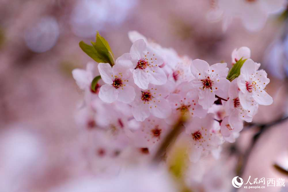 桃花盛開惹人醉。人民網(wǎng)記者 次仁羅布攝